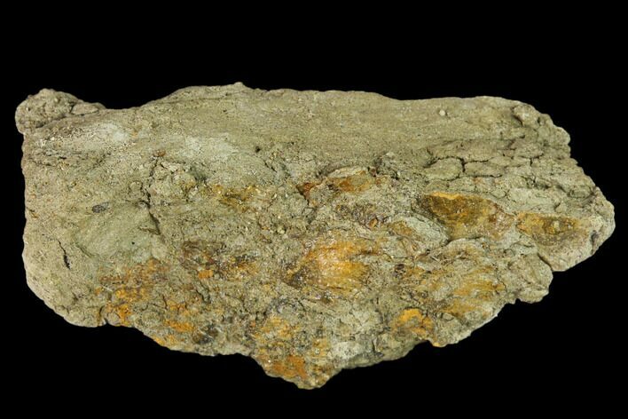 Fossil Hadrosaur (Edmontosaurus) Skin - Montana #133486